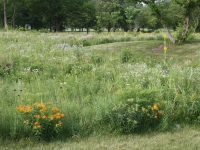 Wheeler Park summer flowers