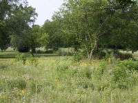 Wheeler Park summer prairie