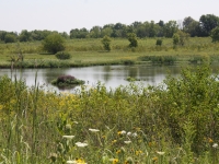 Peck Farm Park pond summer