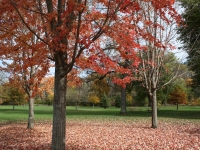 Island Park fall