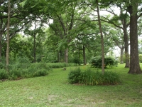 Sandholm Woods trees