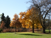 Stanley Esping Park fall