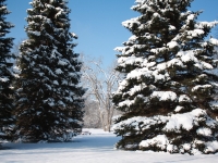 Wheeler Park winter pines