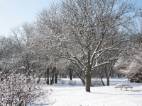 Wheeler Park winter trees
